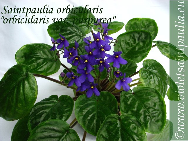 Saintpaulia orbicularis-orbicularis var.purpurea.jpg